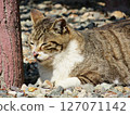 cat on the ground 127071142