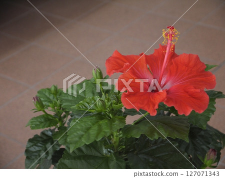 Hibiscus flowers 127071343