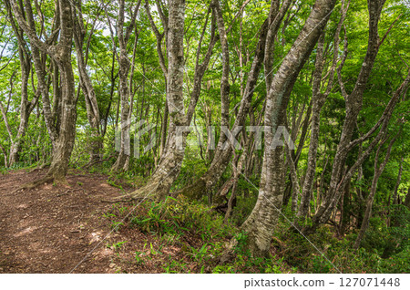 滋賀縣長濱市靜岳登山步道靜岳森林 滋賀縣長濱市靜岳登山步道靜岳森林 127071448