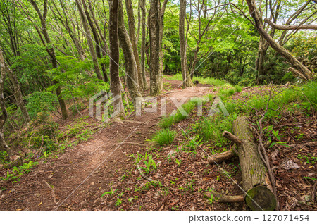 Shizugatake Forest, Shizugatake Hiking Trail, Nagahama City, Shiga Prefecture 127071454