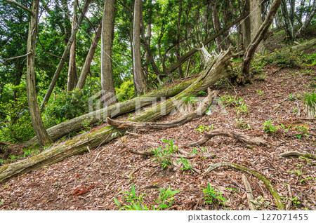Shizugatake Forest, Nagahama City, Shiga Prefecture 127071455