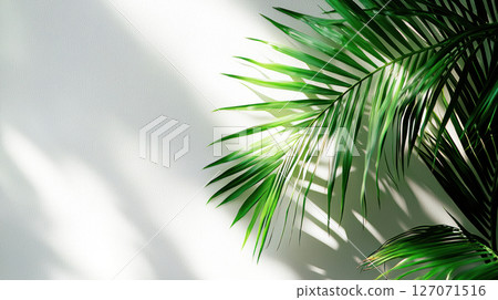 tropical palm leaf with vibrant green tones against white wall, creating serene atmosphere 127071516