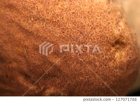 A close-up of the outer skin of the oyster mushroom, which is fluffy and soft like fine bread (macro photography in the natural environment) 127071788