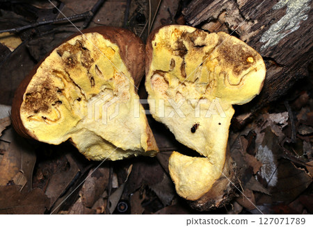 切成兩半的蘑菇,內部柔軟如棉花糖,有昆蟲叮咬痕跡(自然環境下微距拍攝) 切成兩半的蘑菇,內部柔軟如棉花糖,有昆蟲叮咬痕跡(自然環境下微距拍攝) 127071789