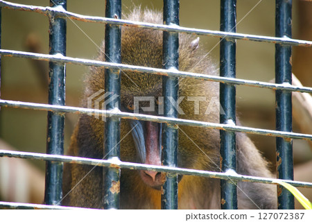 Mandrill in a cage Mandrill in a cage 127072387