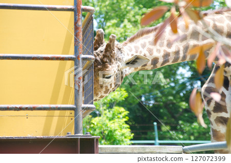 Giraffe eating food leaves Giraffe eating food leaves 127072399