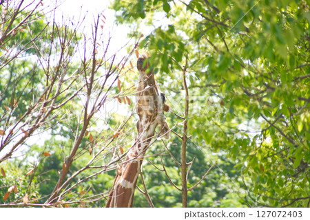 Giraffe eating food leaves Giraffe eating food leaves 127072403