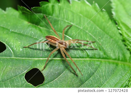 Striped Sulfur Bill Spider (Strobe macro photography in natural environment) 127072428