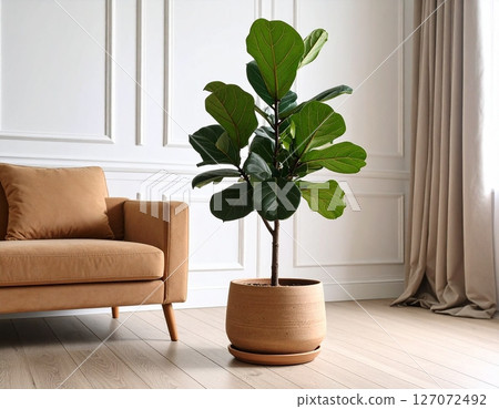 Fiddle Fig plant in a clay pot in the room Fiddle Fig plant in a clay pot in the room 127072492