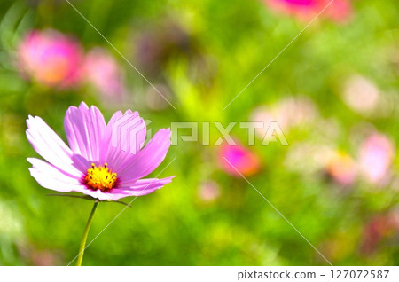 Bright pink cosmos flowers blooming in clusters in the cosmos garden 127072587