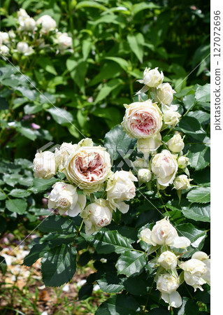 Rose 'Pashmina' Rose 'Pashmina' 127072696