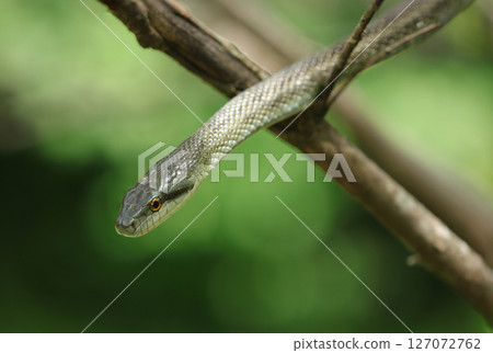 Head portrait of a Japanese rat snake looking down from a tree (macro photography in natural environment) Head portrait of a Japanese rat snake looking down from a tree (macro photography in natural environment) 127072762
