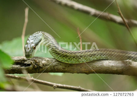 A Japanese rat snake looking down from a tree (macro photography in the natural environment) A Japanese rat snake looking down from a tree (macro photography in the natural environment) 127072763