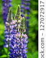 Lupinus lupinus 127072917