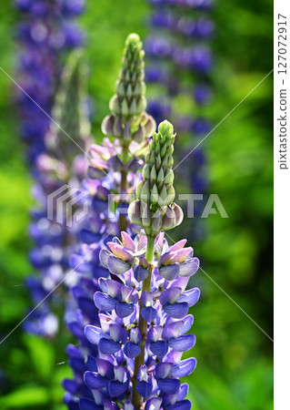 Lupinus lupinus 127072917