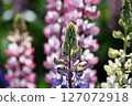 Lupinus lupinus 127072918