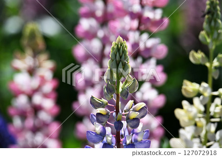 Lupinus lupinus 127072918