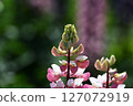Lupinus lupinus 127072919