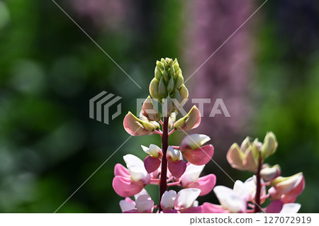 Lupinus lupinus 127072919