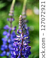 Lupinus lupinus 127072921
