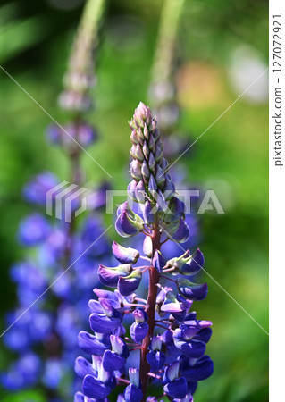 Lupinus lupinus 127072921