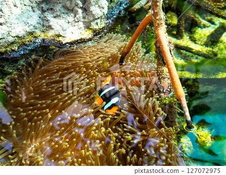 Orange clownfish swimming among protective sea anemone tentacles in tropical coral reef ecosystem. Remarkable symbiotic relationship within pristine underwater habitat. Biodiversity conservation. 127072975
