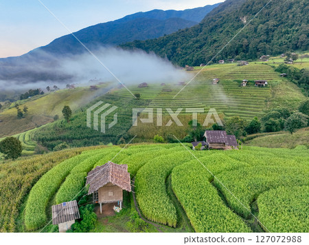 Misty rice fields in a village near Chiangmai seen from above during early morning growing season, portraying peaceful countryside, organic land use, and harmony between culture and nature 127072988