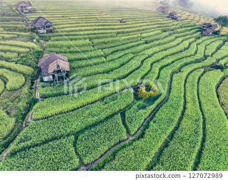 Landscape of green rice terraces and traditional huts in a village near Chiangmai, Thailand. Travel destinations. Beauty of terraced rice fields. Rural life and traditional farming practices in Asia. 127072989