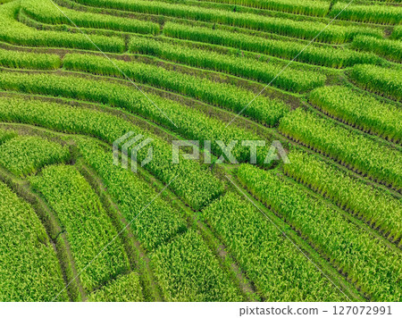 Green rice terrace field landscape. Eco living, organic farming, and mountain terraces in countryside. Eco tourism. Traditional farming, sustainable agriculture, and peaceful rural. Local travel. Green rice terrace field landscape. Eco living, organic farming, and mountain terraces in countryside. Eco tourism. Traditional farming, sustainable agriculture, and peaceful rural. Local travel. 127072991