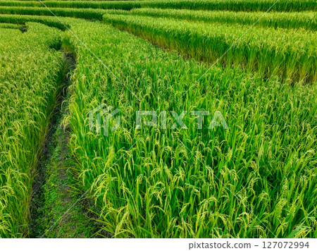 Aerial view of green rice terraces arranged in curved lines on mountain slopes. Harmony in nature, traditional farming methods, and sustainable agriculture in rural. Eco travel. Sustainable farming. 127072994