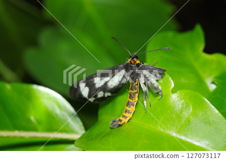 A poor dragonfly geometer moth with one wing injured, likely having been attacked by a predator (macrophotographed in the natural environment) A poor dragonfly geometer moth with one wing injured, likely having been attacked by a predator (macrophotographed in the natural environment) 127073117