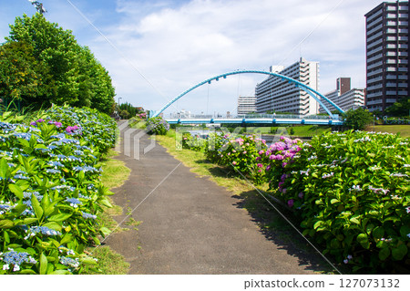 Hydrangeas blooming on the riverbed of the old Nakagawa River and Fureai Bridge 127073132