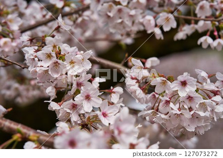 Cherry blossoms at Lake Tsukui Shiroyama Park, Kanagawa Prefecture 127073272