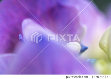 hydrangea hydrangea 127073313
