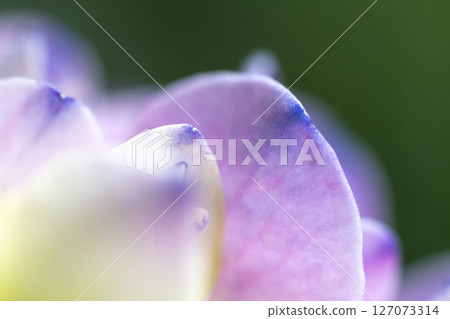 hydrangea  hydrangea 127073314