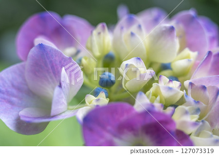  hydrangea 127073319
