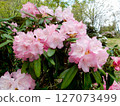 Azuma rhododendron at Yamagata City Wildflower Garden Azuma rhododendron at Yamagata City Wildflower Garden 127073499