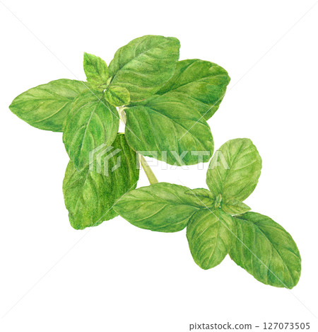Fresh sweet basil cartoon drawn by watercolor Fresh sweet basil cartoon drawn by watercolor 127073505