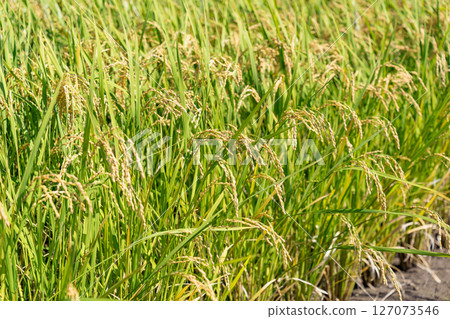Rice field 127073546