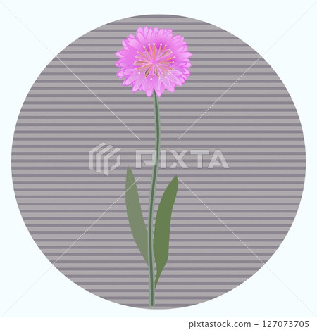 Illustration of cornflowers with circular background Illustration of cornflowers with circular background 127073705