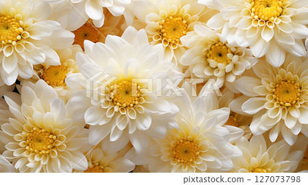 Chrysanthemum flowers abstract background. Chrysanthemum flowers in the background 127073798