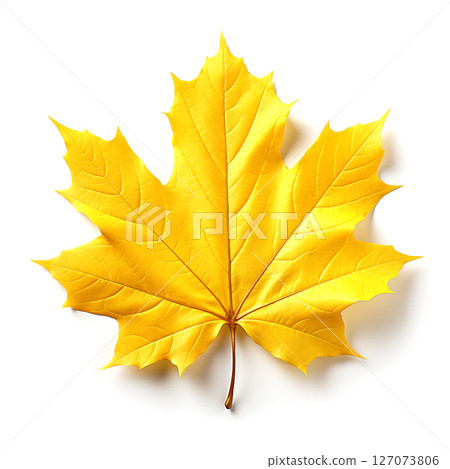 Colorful autumn maple leaf cut out 127073806