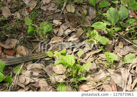 A Japanese rat snake moving quietly across the ground in a forest covered with fallen leaves (macro photography in the natural environment) 127073961