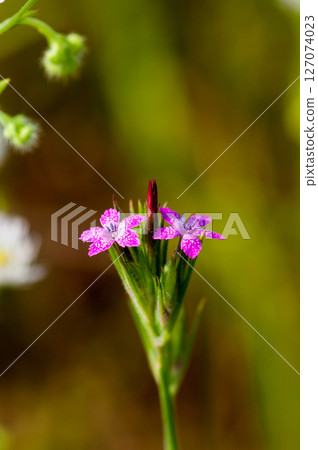 Nadeshiko Nohara Nadeshiko Nohara 127074023