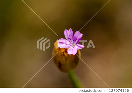 Inukomochi Nadeshiko (Dianthus in a Dog) on the Yasuragi Bank of the Shinano River Inukomochi Nadeshiko (Dianthus in a Dog) on the Yasuragi Bank of the Shinano River 127074126