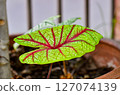 Fresh Caladium bicolor 127074139