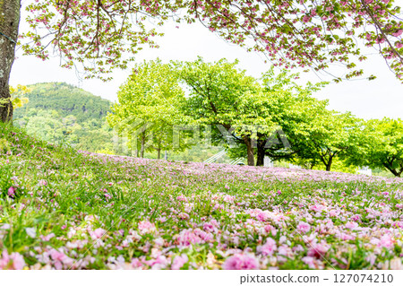 A park after the Kawazu cherry blossoms have fallen A park after the Kawazu cherry blossoms have fallen 127074210