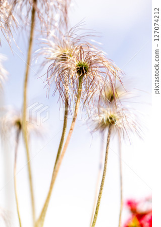 Scenery with Pulsatilla nigricans 127074212