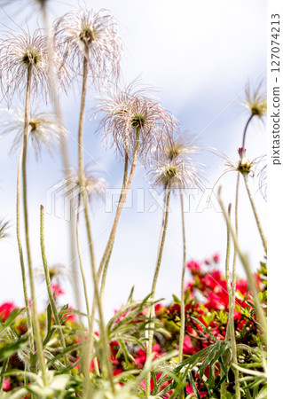 白頭翁和杜鵑花的紅色花朵 白頭翁和杜鵑花的紅色花朵 127074213