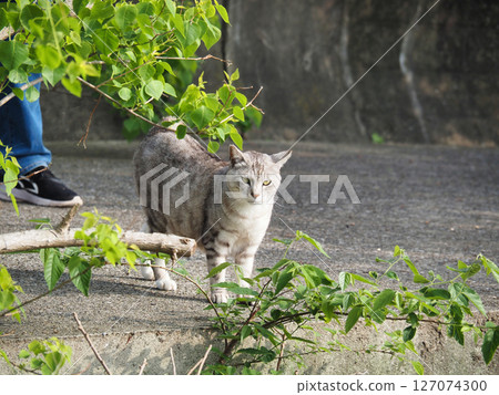 薩巴特拉貓散步 薩巴特拉貓散步 127074300